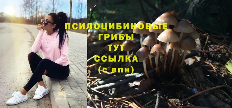 мега маркетплейс  Муром  Галлюциногенные грибы Psilocybe 